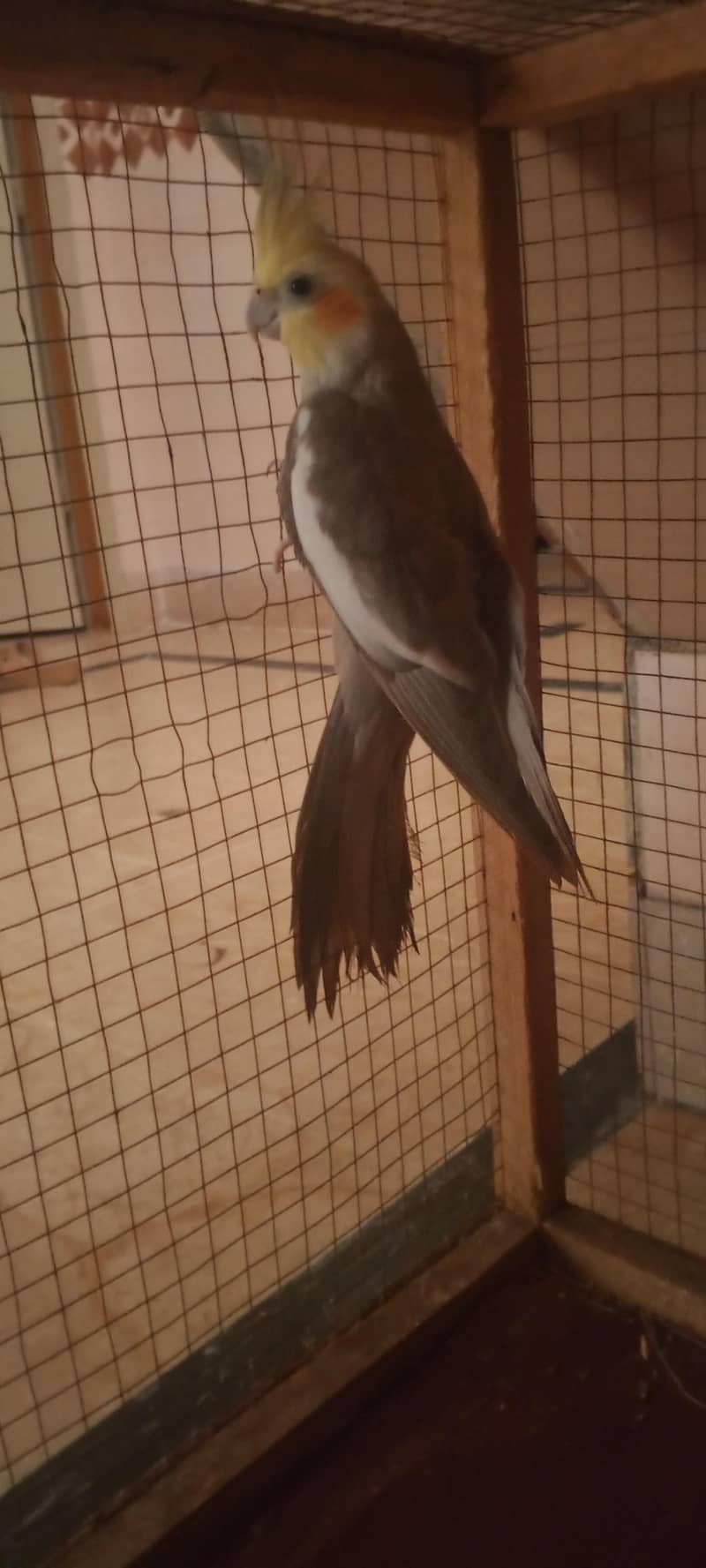 brider pair full active 4