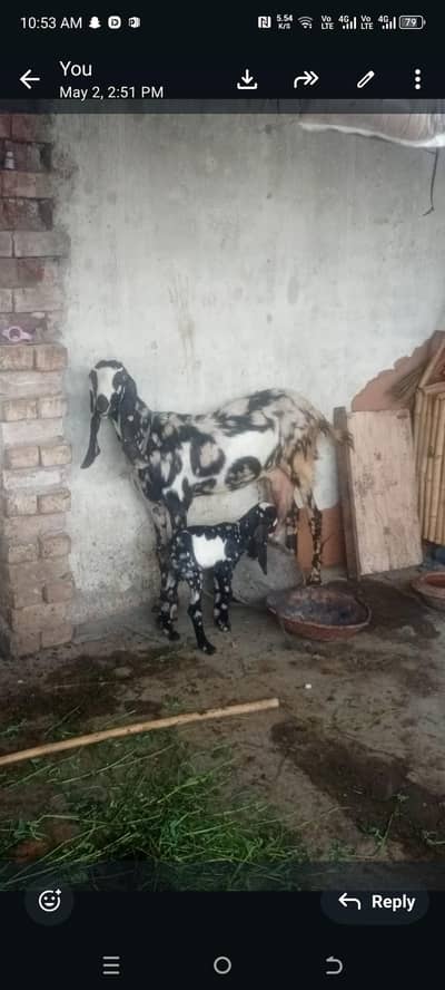 shera print bakri with baby
