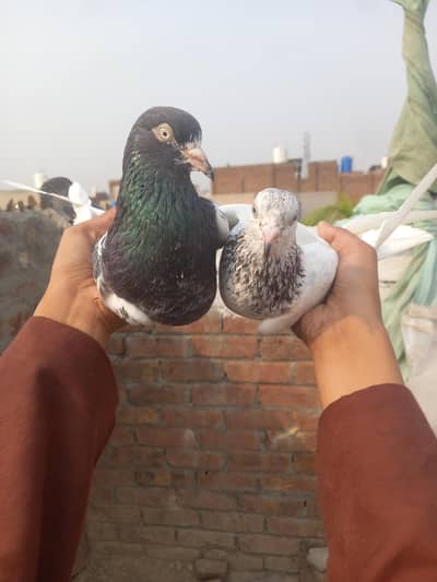 pure Teddy male and female pure franci