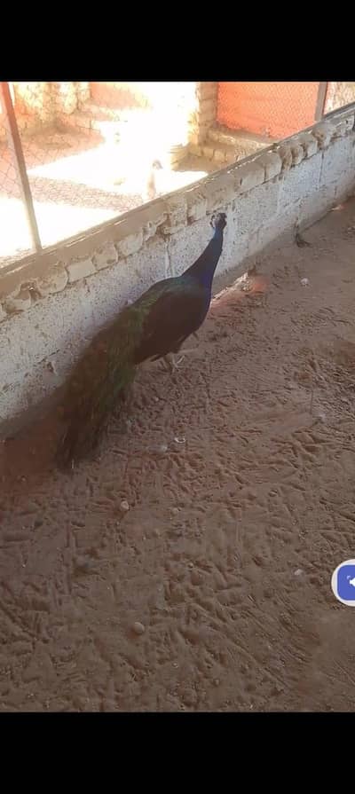 Peacock Birds