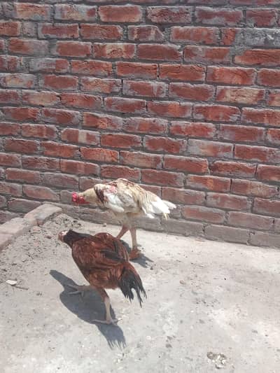 چونچ موٹی چورس نلی کا ہے انشاءاللہ شوق کی چس کرائے گا