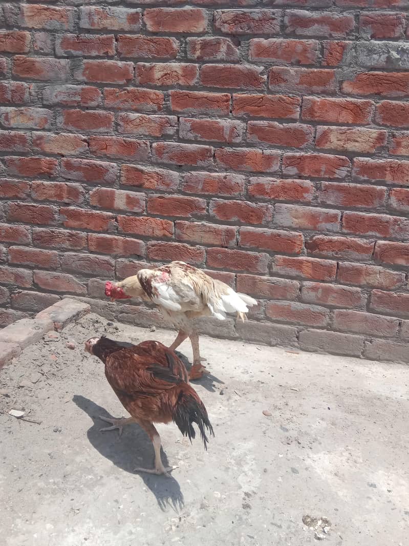 چونچ موٹی چورس نلی کا ہے انشاءاللہ شوق کی چس کرائے گا 0