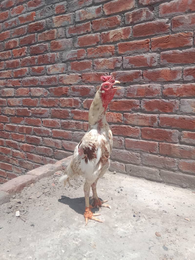چونچ موٹی چورس نلی کا ہے انشاءاللہ شوق کی چس کرائے گا 1