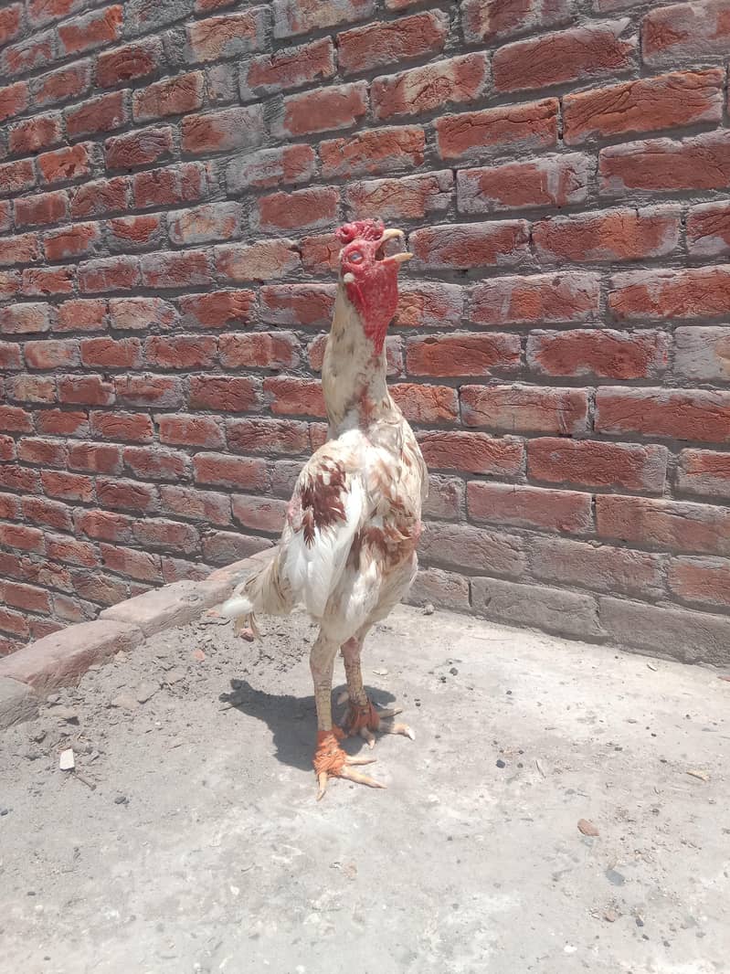 چونچ موٹی چورس نلی کا ہے انشاءاللہ شوق کی چس کرائے گا 2