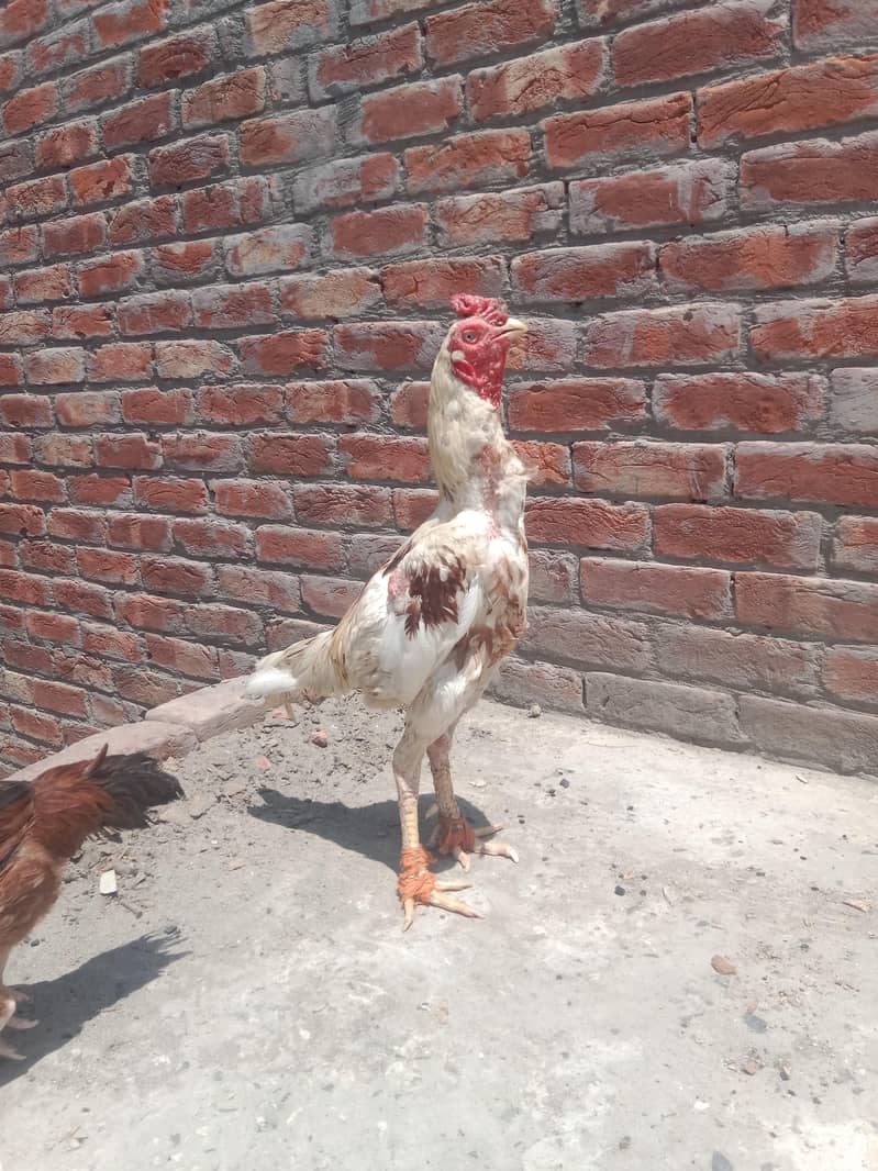 چونچ موٹی چورس نلی کا ہے انشاءاللہ شوق کی چس کرائے گا 3