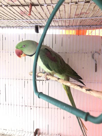 Raw breeder male