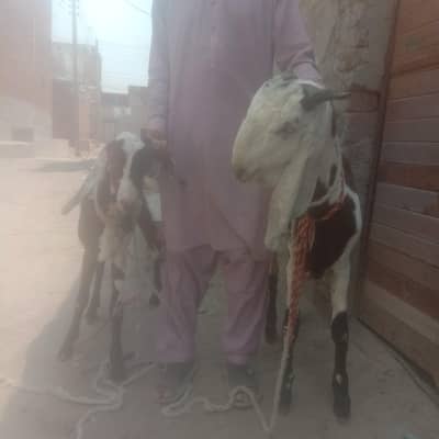 2 Bakre bilkul okay