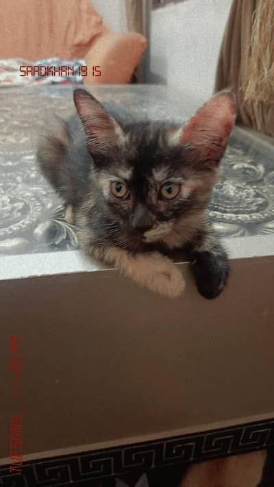 kittens for sale