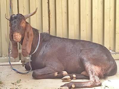Male 2 dant for Qurbani