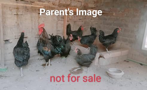 Australorp chicks
