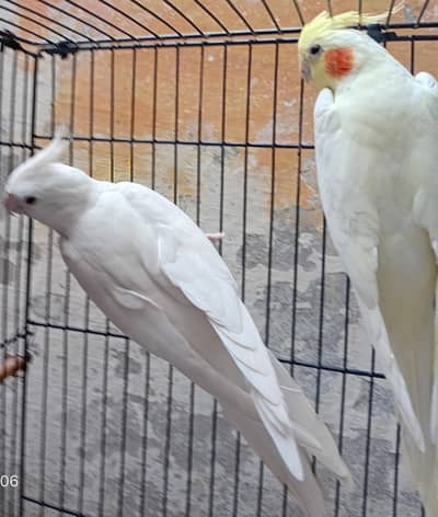 eno male comonwhite female