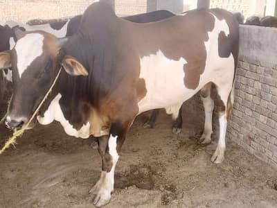for qurbani