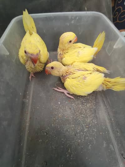 Mashallah yellow ringneck parrots chicks for sale 03709991599