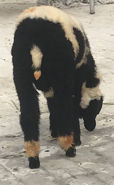 1  Dumba (sheep)