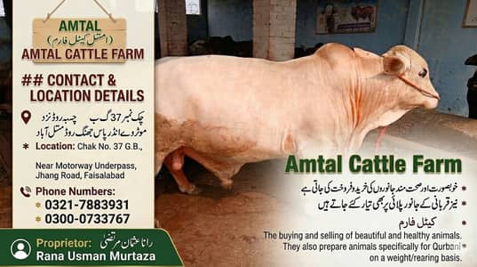 Qurbani Bulls for Sale | Qurbani Cow | AMTAL Cattle | Farm Faisalabad