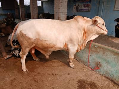 Qurbani Bulls for Sale | Qurbani Cow | AMTAL Cattle | Farm Faisalabad