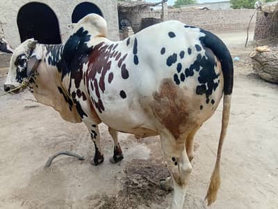 Qurbani Ka Heavy Bull For Sale – Healthy & Active