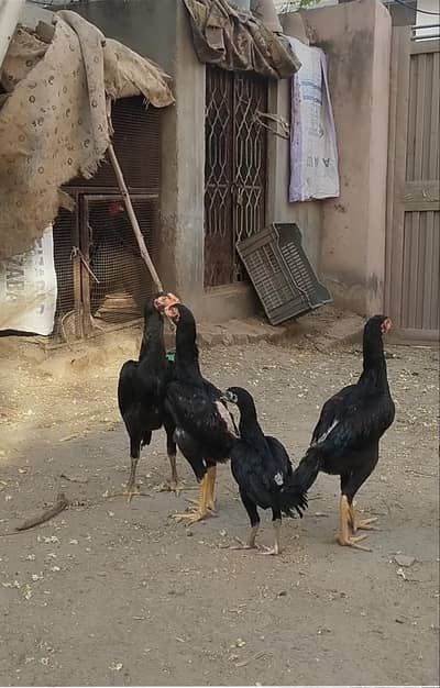 Shamo Chicks