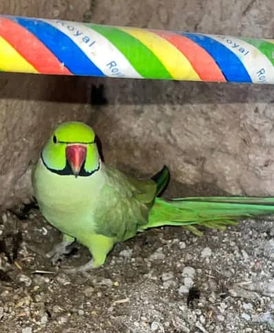 Parrot pair for sale