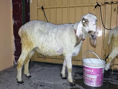 Dumba For Sale