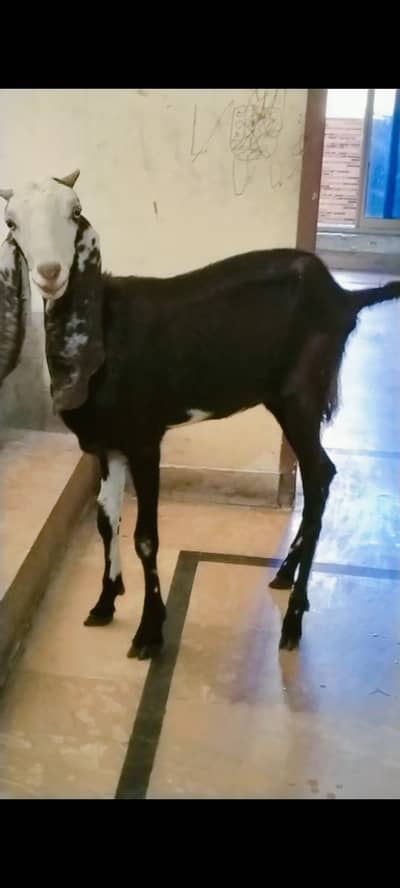 Ablak Beetal Female . Path Best for Qurbani