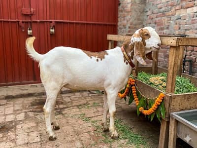 Do Daant Desi Khassi Bakra  2026 Qurbani