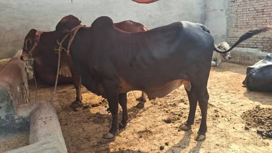 wacha/Veera/bull/katta