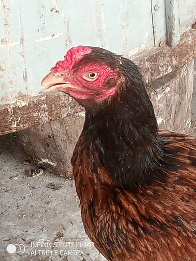 Pure mianwali aseel murgi for sale .