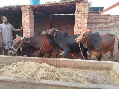 Sahiwal Bachra | Cow | Bull | Qurbani bull | 2 Dant Bachra | Desi