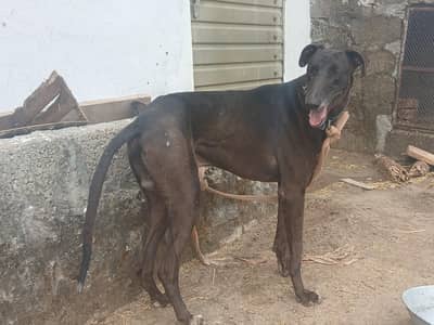 Pure Black Greyhound (Tazi) Trained for Sale