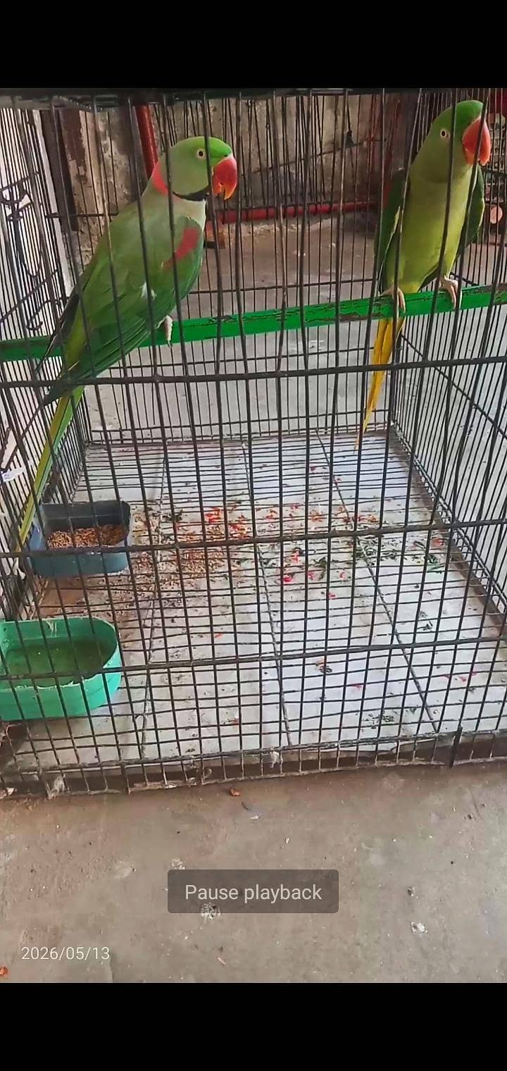 raw parrot talking. . . 0