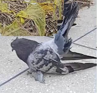 American Male for sale 03334634173