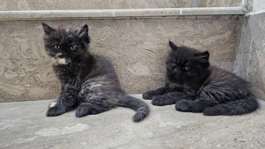 persion black kittens pair