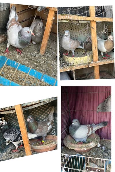 Breeder pairs pigeons  kabootar racer /chita lal band/gulabi magsi