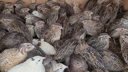 Fresh Desi Btair / Desi Quail /