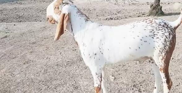 desi Bakra for sale/03229844345)