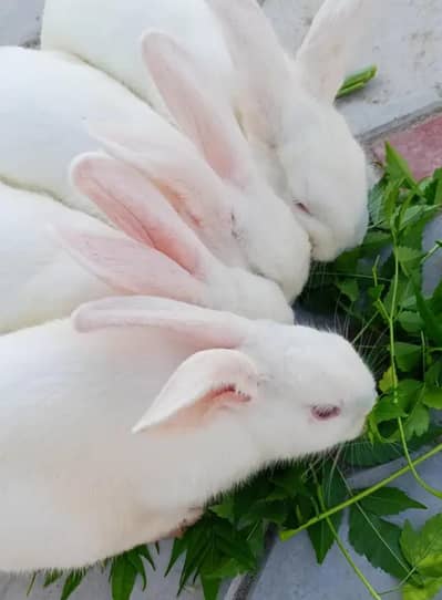 Rabbits for sale
