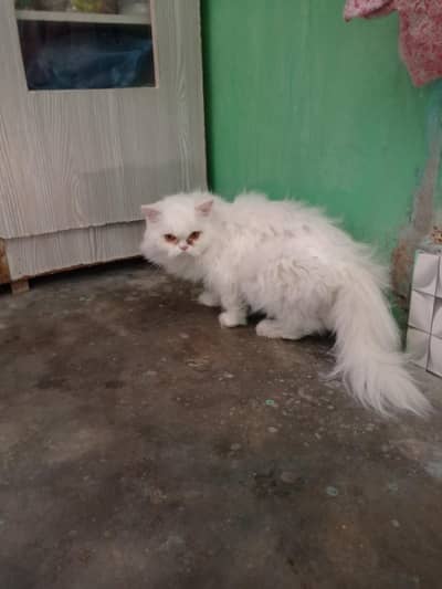 Persian Punch face female