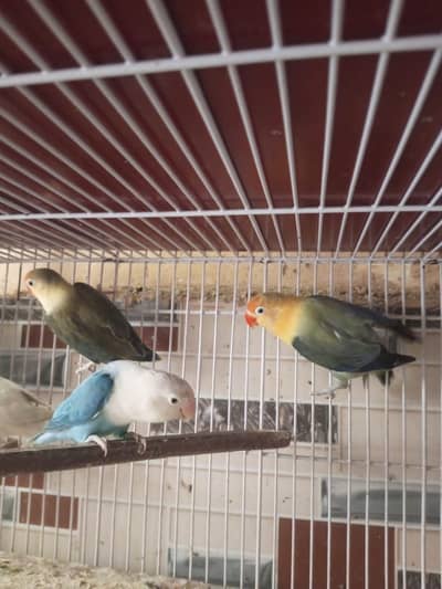 Love birds breeder and pathy available
