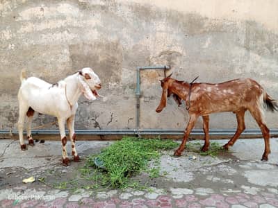 Bakra 4 sale
