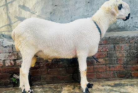 Mundra chatra for sale