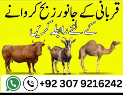 Professional Butcher Services in lahore  | Fresh & Hygienic Qasai