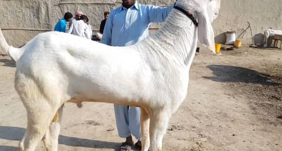 Qurbani ke Liye Bakra For Sale _ 03288110750
