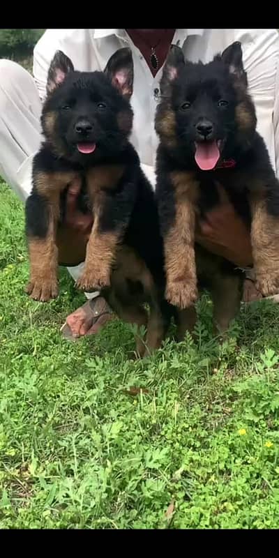 Black German shepherd | Puppy | GSD | Dog for sale | Long coat