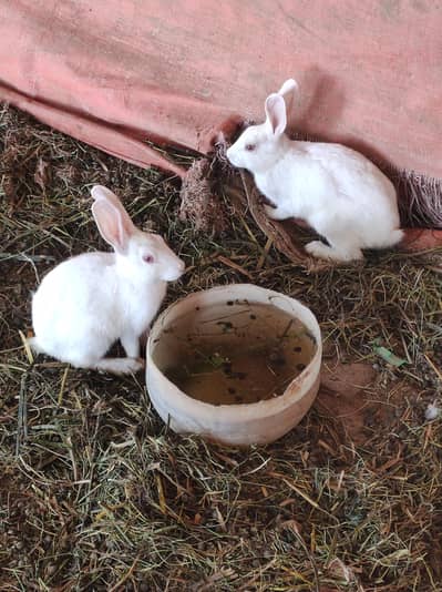 rabbit