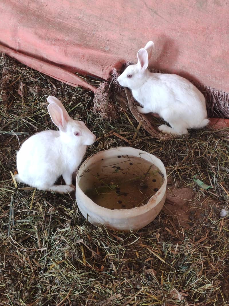 rabbit 0