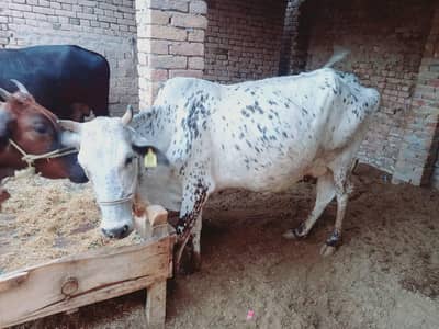 cow and bachra  for sale