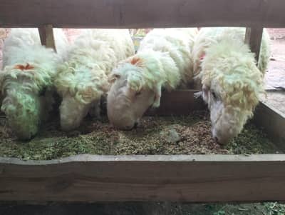 Pure mundra chatra | Sheep | Goat | Qurbani 2026 | Bakra | Mundra |