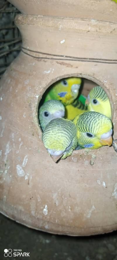 budgies king saiz pairs with chiks n eggs