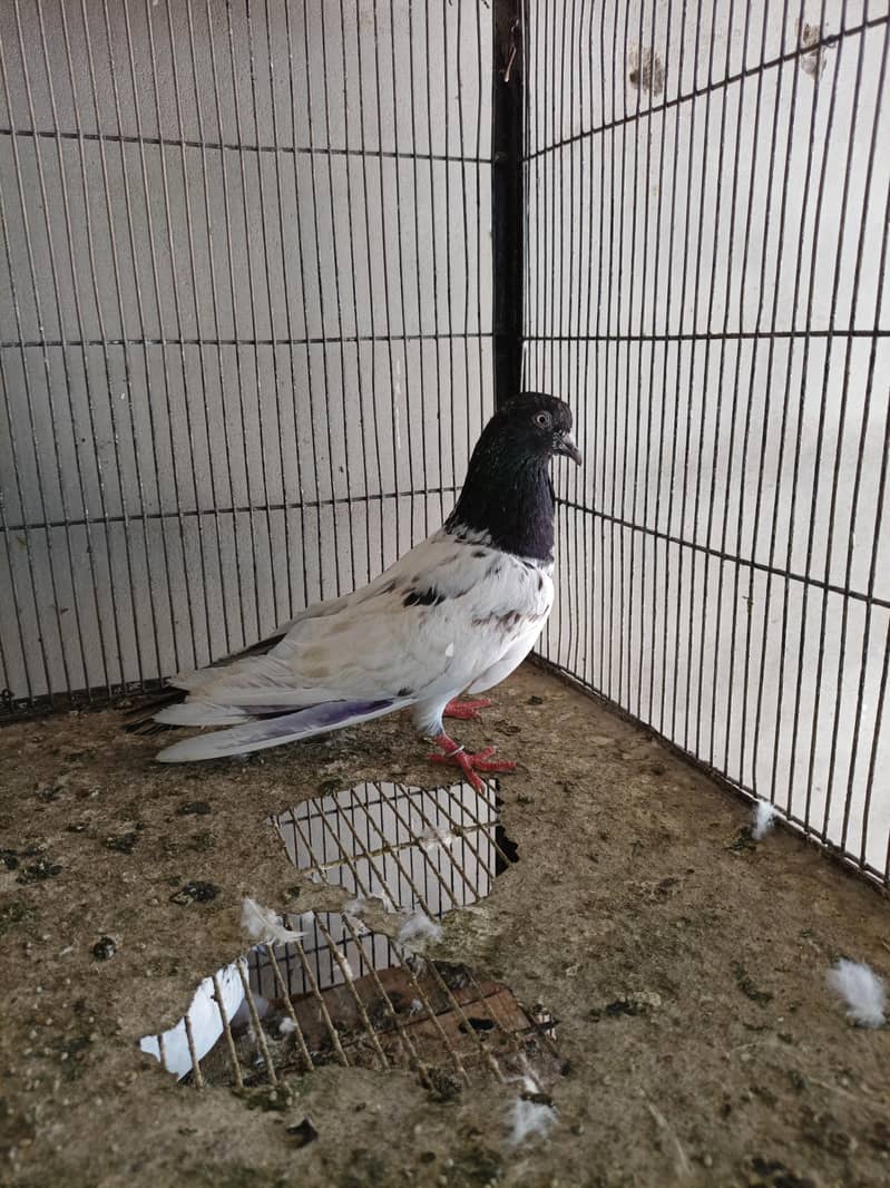 high flyer kabootar 6